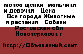 мопса щенки -мальчики и девочки › Цена ­ 25 000 - Все города Животные и растения » Собаки   . Ростовская обл.,Новочеркасск г.